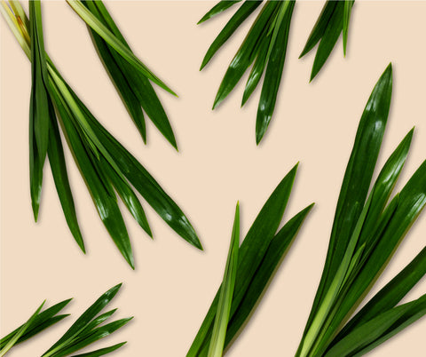 What is Pandan Leaves: Benefits, Uses, and Why It’s in Amazin' Graze!